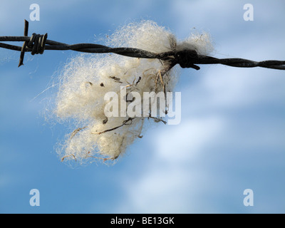 Wolle der Schafe gefangen auf Draht Stockfoto