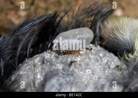 Vogel-Tick Ixiodes brunneus Stockfoto