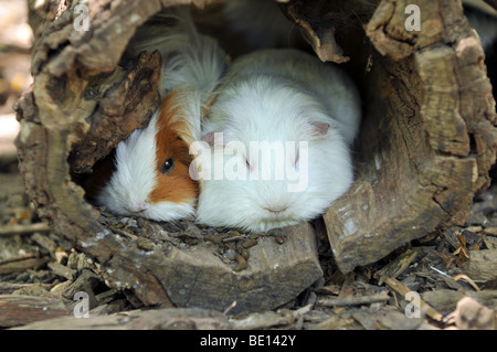 Meerschweinchen ruht bequem innen hohlen Baum Stockfoto