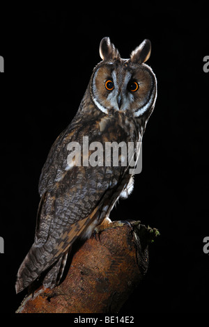 Lange eared Eule Asio Otus (zuvor: Stix Otus) Stockfoto
