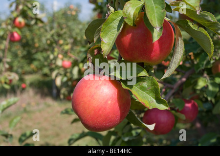 Rote Äpfel hängen von Ast Stockfoto