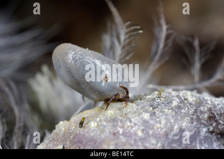 Vogel-Tick Ixiodes brunneus Stockfoto