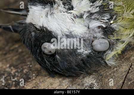 Vogel-Tick Ixiodes brunneus Stockfoto