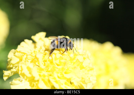 Buff-tailed Hummel, Bombus Terrestris auf Blume Stockfoto
