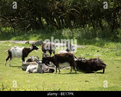 Ziegen im Tal der Felsen Lynton devon Stockfoto