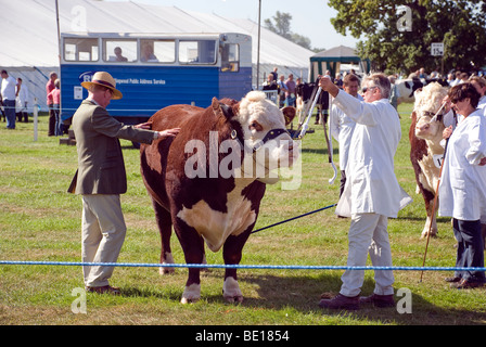 Rinder in Romsey Show zu urteilen Stockfoto