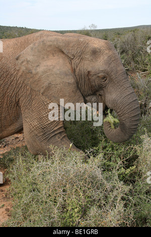 Afrikanischer Elefant Loxodonta Africana Fütterung in Addo National Park, Südafrika Stockfoto