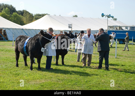 Rinder in Romsey Show zu urteilen Stockfoto