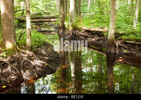 Deep forest Stockfoto
