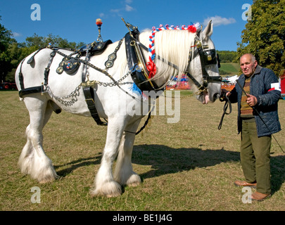 Leapley Yeoman "ein 11yr Shire Horse im Besitz von J. Wilson, Basingstoke gewinnt 1. Preis in der Show Kabelbaum Klasse AtThe Henley zeigen Stockfoto