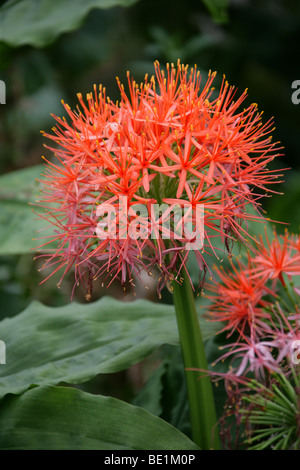 Blut-Lilie oder Katherine-Rad, Scadoxus Multiflorus Subspecies Katherinae, Amaryllisgewächse, Afrika Stockfoto