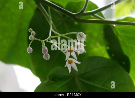 Blumen der Tamarillo oder Baum Tomate, Solanum Betaceum (ehemals Cyphomandra Betacea), Solanaceae, Anden, Südamerika. Stockfoto