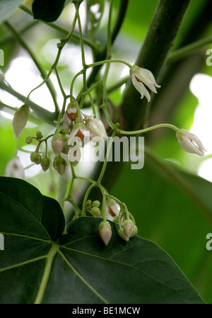 Blumen der Tamarillo oder Baum Tomate, Solanum Betaceum (ehemals Cyphomandra Betacea), Solanaceae, Anden, Südamerika. Stockfoto