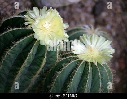 Parodia Magnifica, Cactaceae, Süd-Brasilien, Südamerika Stockfoto