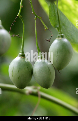 Unreife Früchte der Tamarillo oder Baum Tomate, Solanum Betaceum (ehemals Cyphomandra Betacea), Solanaceae, Anden, Südamerika. Stockfoto