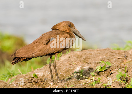 Hamerkop Vogel am Victoriasee, Uganda Stockfoto