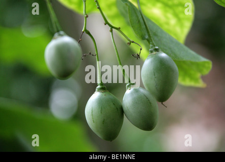 Unreife Früchte der Tamarillo oder Baum Tomate, Solanum Betaceum (ehemals Cyphomandra Betacea), Solanaceae, Anden, Südamerika. Stockfoto