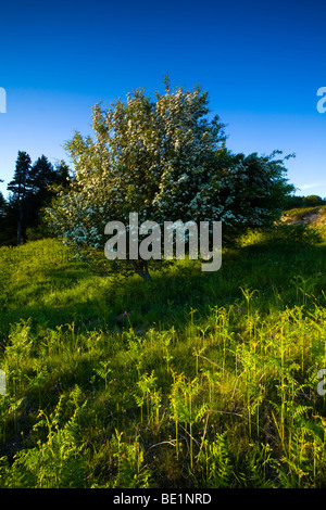 England, Northumberland, Rutland Hügel. Einheimischen Farnen und blühende Weißdorn Baum auf den Hügeln von Rutland. Stockfoto