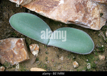 Haemanthus Humilis Subspecies Hirsutus, Amaryllisgewächse, Südafrika Stockfoto