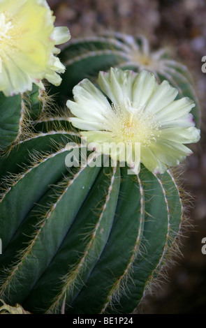 Parodia Magnifica, Cactaceae, Süd-Brasilien, Südamerika Stockfoto