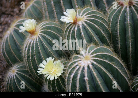 Parodia Magnifica, Cactaceae, Süd-Brasilien, Südamerika Stockfoto
