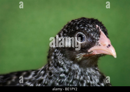 Schuss in den Kopf eines sehr jungen Speckledy Henne Huhn hautnah Stockfoto