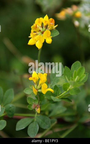 Mehr Vogel's – Foot Trefoil oder Marsh Vogel's – Foot Trefoil, Lotus Pedunculatus (ehemals Lotus Uliginosus), Fabaceae Stockfoto