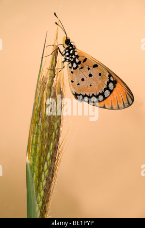 Tawny Coster Schmetterling Acraea Terpsicore Bandhavgarh National Park Orange auf Rasen stammen Stockfoto