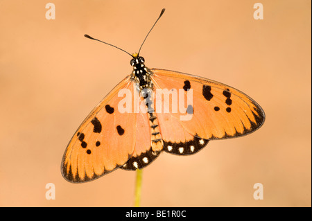 Tawny Coster Schmetterling Acraea Terpsicore Bandhavgarh National Park Orange auf Grass Stamm Flügel öffnen Stockfoto