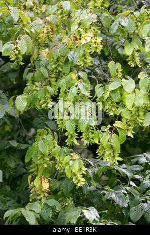 Europäische oder gemeinsame Hainbuche Samen, Carpinus Betulus, Betulaceae (vorher Corylaceae) Stockfoto
