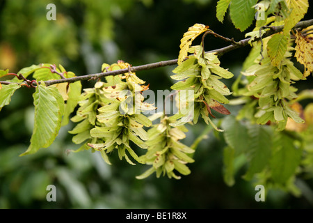 Europäische oder gemeinsame Hainbuche Samen, Carpinus Betulus, Betulaceae (vorher Corylaceae) Stockfoto
