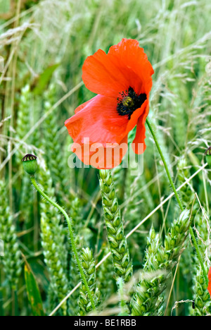 Einzelne rote Mohnblume und Saatgut Kopf im Feld. Stockfoto