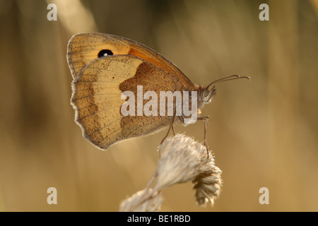 Seitenansicht der weiblichen Wiese Braun butterfly (Pyrausta aurata) stand auf Gras Samen Kopf an Ham, Richmond-upon-Thames, Surrey, Vereinigtes Königreich Stockfoto