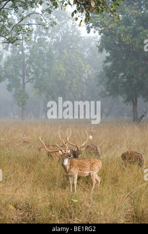 Hirsch oder Chital Achse Achse Bandhavgarh National Park Gruppe Fütterung in langen Rasen männlicher und weiblicher Hirsch 4 gesichtet Stockfoto