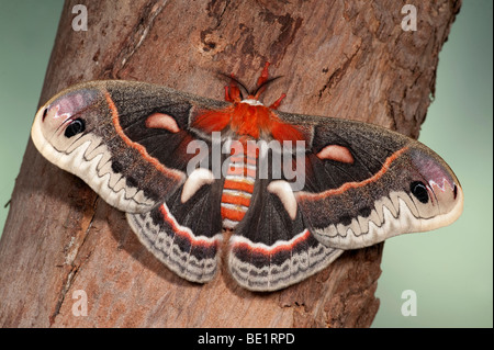 Robin Motte Hyalophora Cecropia USA Amerikas größte Silkmoth Saturniidae Flügel öffnen Stockfoto