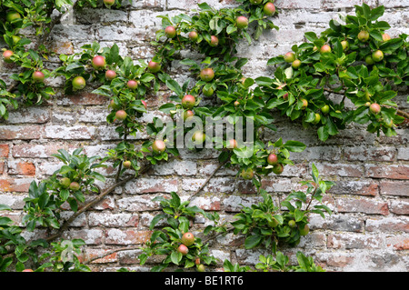 Britische Äpfel wachsen in einem ummauerten Garten. Stockfoto