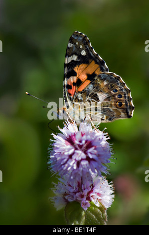 Distelfalter Schmetterling von wilder Minze Pflanze ernähren Stockfoto
