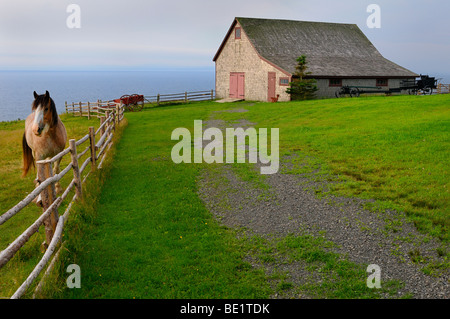 Clydesdale horse und die Scheune über Bras d'Or Lake im Highland Village Museum iona Cape Breton Island Nova Scotia Kanada Stockfoto