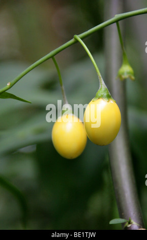 Giftige Frucht der Känguru-Apple, Poroporo oder Bullibulli, Solanum Laciniatum, Solanaceae, Neuseeland. Stockfoto