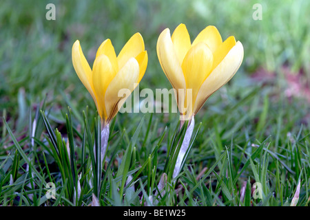 Gelber Krokus (Crocus Flavus) Blumen im Rasen, England, UK Stockfoto