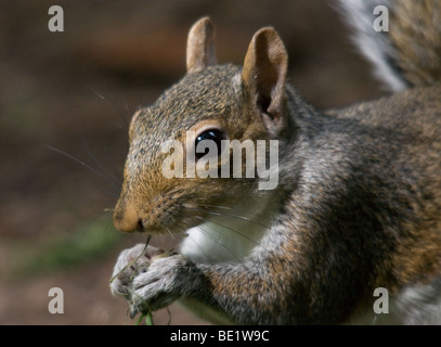 Grauhörnchen Nahaufnahme Essen eine Nuss Stockfoto