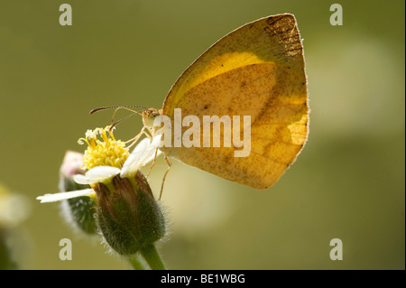 Gelb Orange Tipp Schmetterling Ixias pyren Fütterung auf Blume Bandhavgarh National Park Hintergrundbeleuchtung Unterseite der Flügel Stockfoto