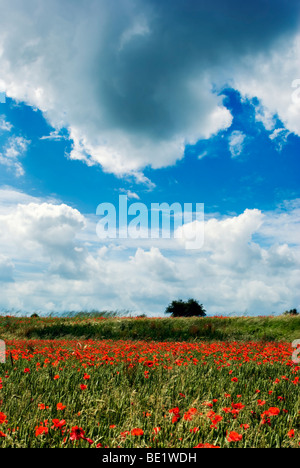 Mohnfeld im Sommer bei blauem Himmel. Stockfoto