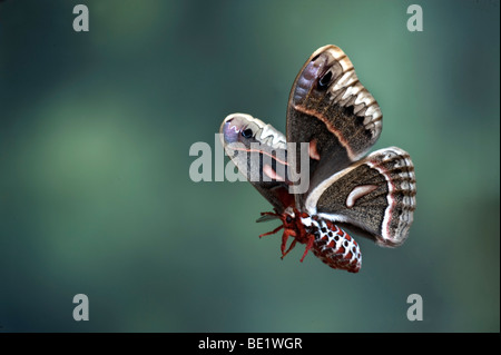 Robin Motte Hyalophora Cecropia USA Amerikas größte Silkmoth Saturniidae im Flug fliegen high-Speed-Fototechnik Stockfoto
