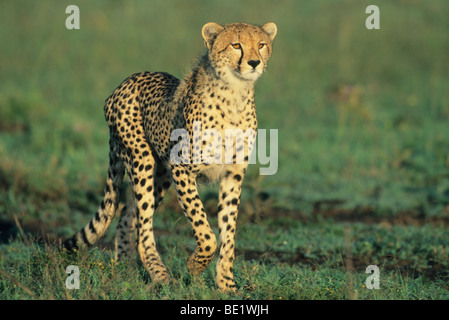 Gepard (Acinonyx Jubatus), Wandern, Masai Mara Reserve, Kenia. Stockfoto