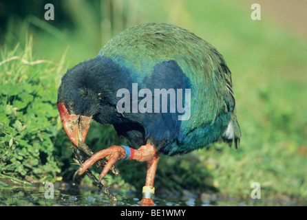 Takahe (Porphyrio Mantelli Hochstetteri) ENDEMISCH, Tiritiri Matangi Island, Neuseeland Stockfoto