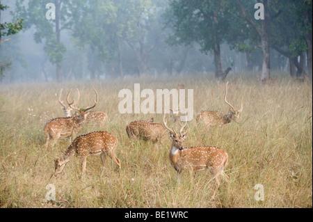 Hirsch oder Chital Achse Achse Bandhavgarh National Park Gruppe Fütterung in langen Rasen männlicher und weiblicher Hirsch sechs 6 gesichtet Stockfoto