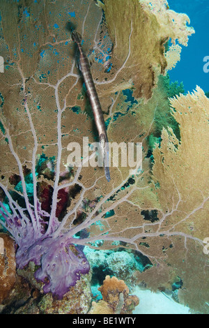 Trumpetfish (Aulostomus Maculatus) versteckt hinter einer gemeinsamen Gorgonien (Gorgonia Ventalina) Stockfoto