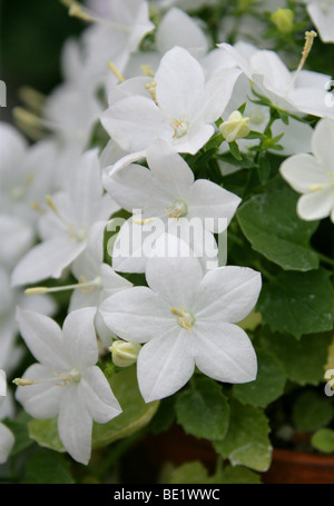 Sternschnuppen oder italienischen Glockenblume, Campanula Isophylla 'Alba', Campanulaceae, Italien Stockfoto
