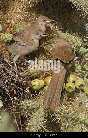 Kurve-billed Thrashers (Toxostoma Curvirostre) - Erwachsenen jungen am Nest in Cholla Cactus - Arizona füttert Stockfoto